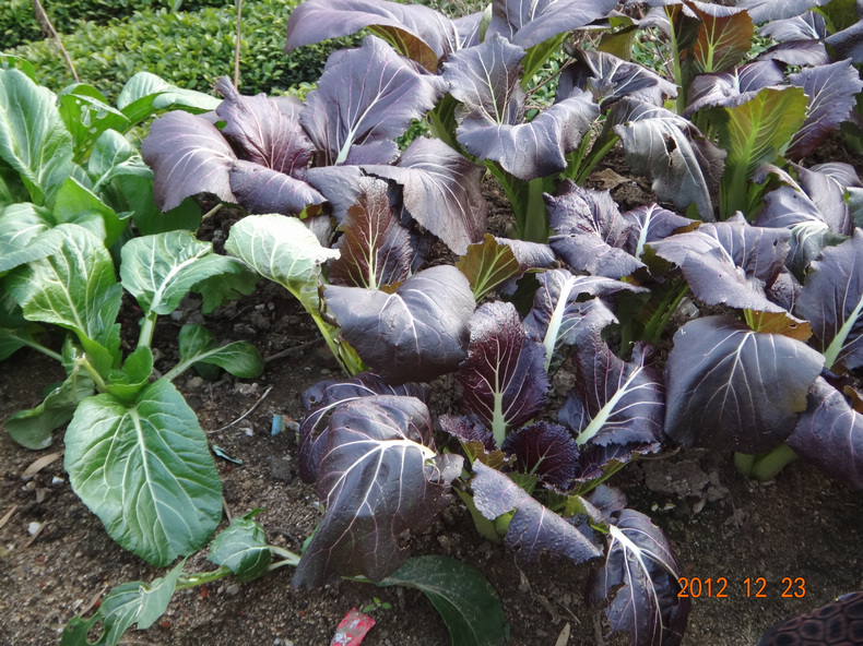 dsc01887.jpg