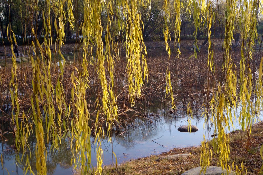 dsc08529.jpg
