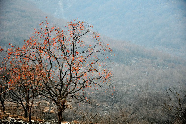 dsc_0498.jpg