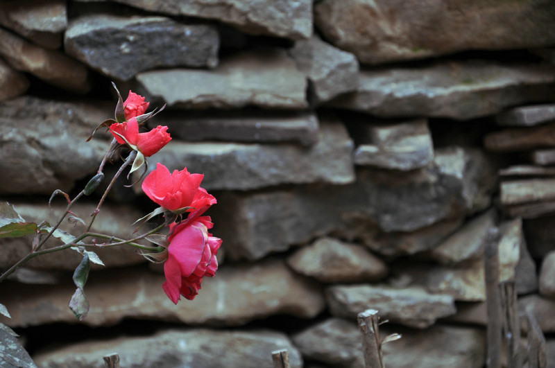 dsc_0537.jpg