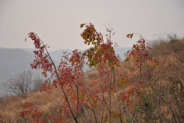 dsc_8616_С.jpg