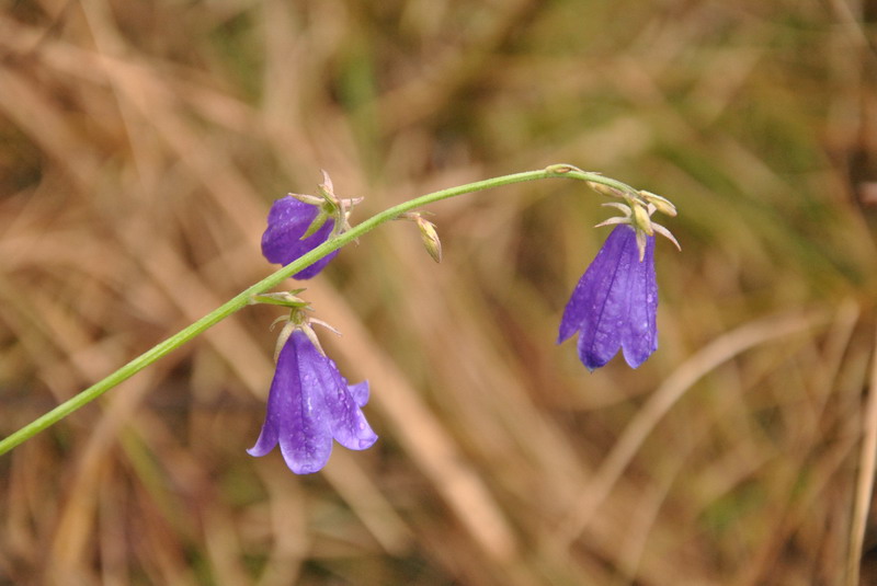 dsc_8621_С.jpg