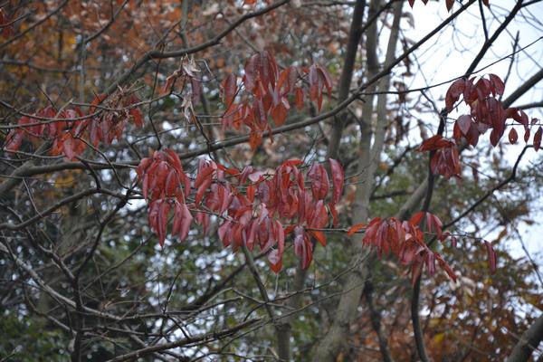 2012.12.2ʮ̶060060.jpg