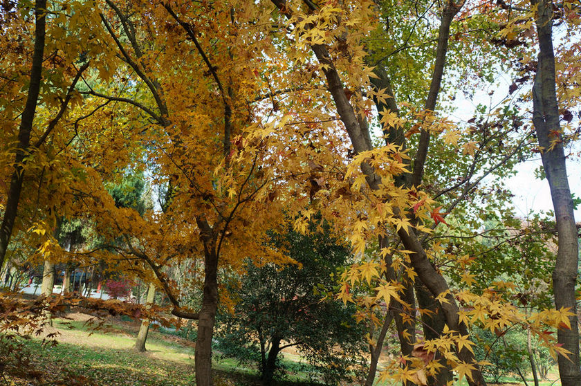 dsc07788.jpg