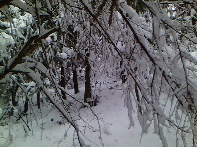 img00116.jpg