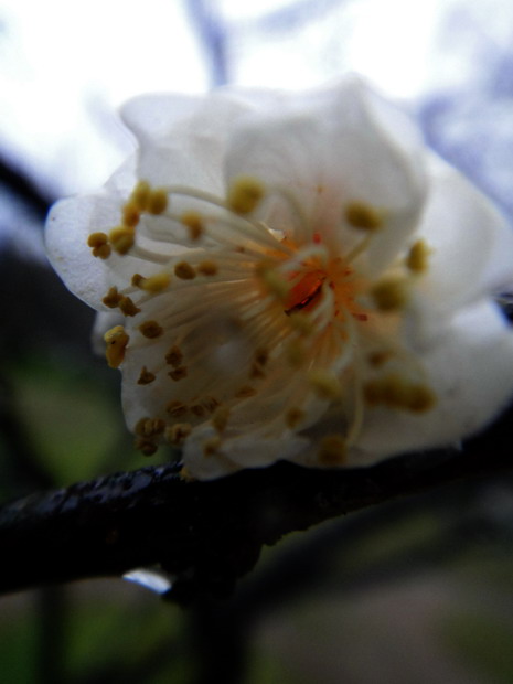 dsc04102.jpg