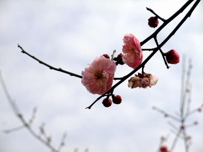 dscf9765.jpg