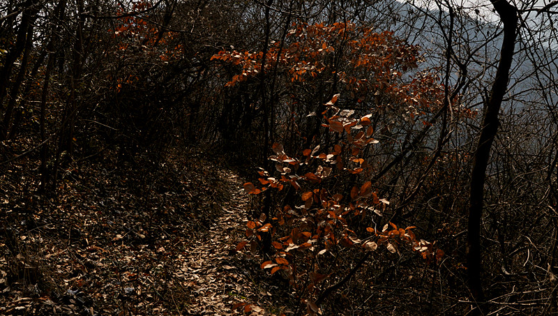 dsc_0036_.jpg