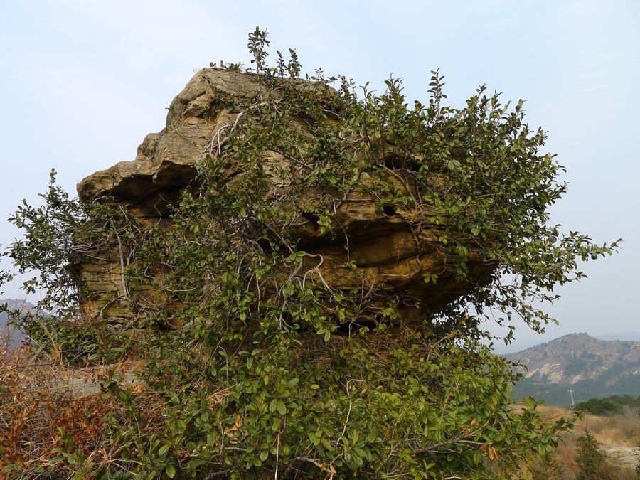 p1180426.jpg