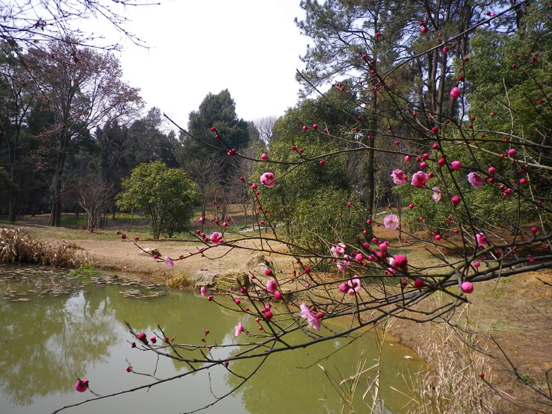 imgp0910.jpg