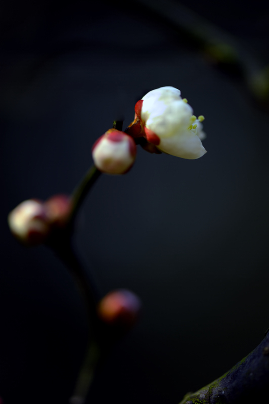 _dsc0367.jpg