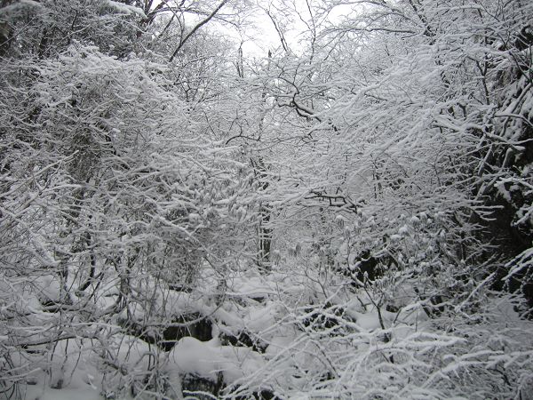 img_5310a.jpg