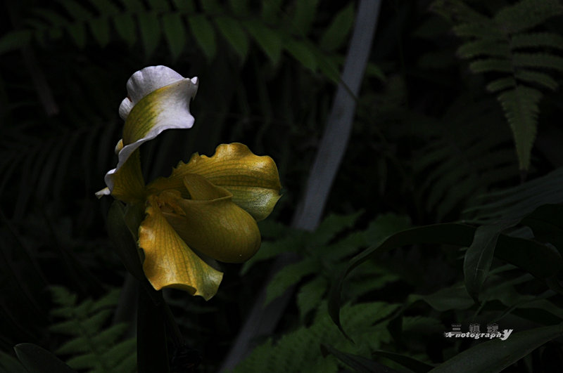 dsc_7587.jpg