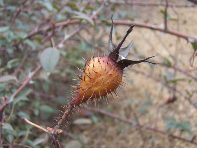 dscf6268.jpg