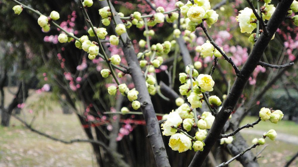 neo_img_dsc05950.jpg