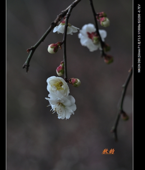 dsc_0201pp.jpg