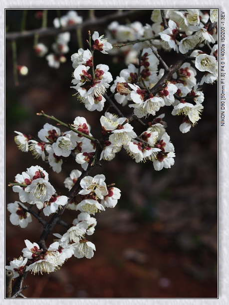 dsc_0234q.jpg