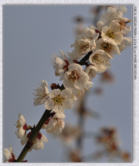 dsc_0275qq.jpg