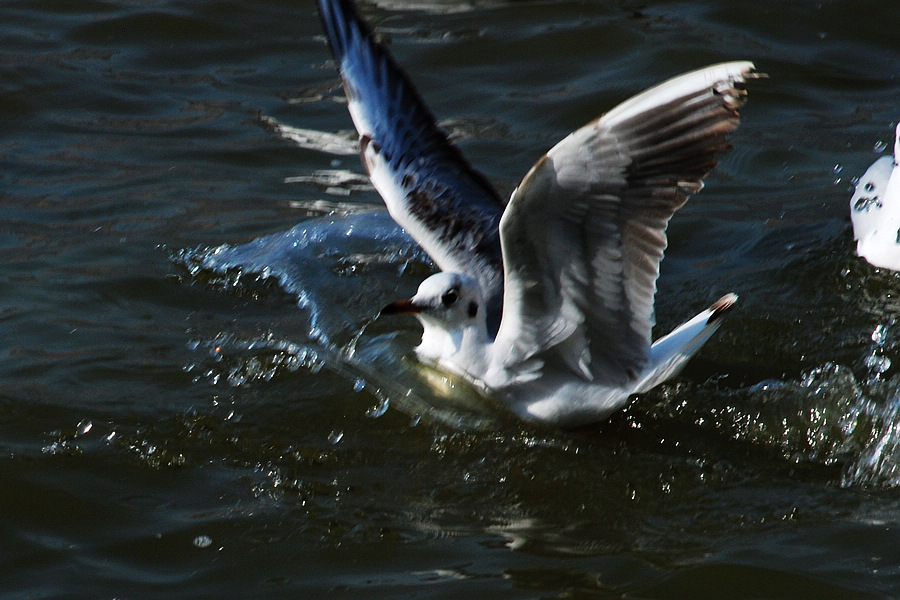 dsc_0220.jpg