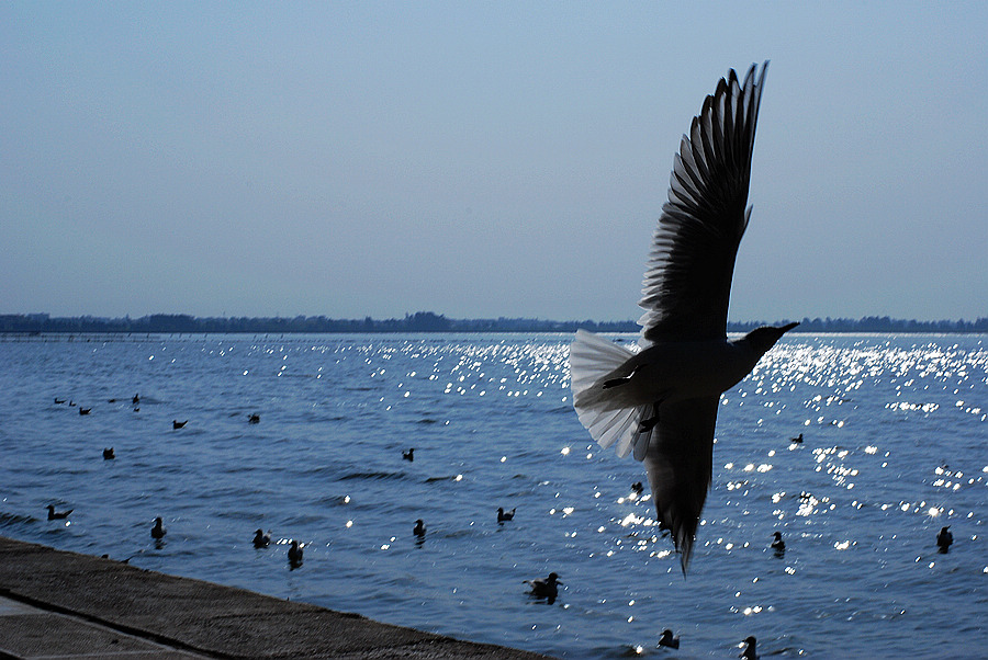 dsc_0384.jpg