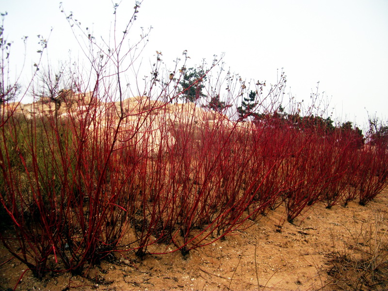 dscf0175.jpg