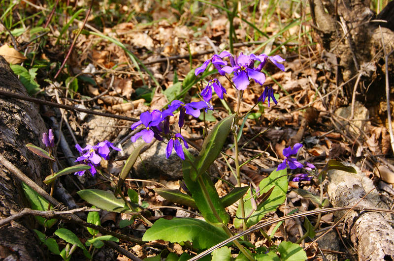 dsc07033.jpg