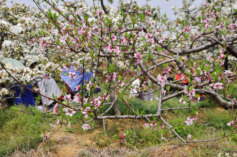 dsc_0058.jpg