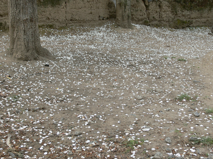 p1120650.jpg