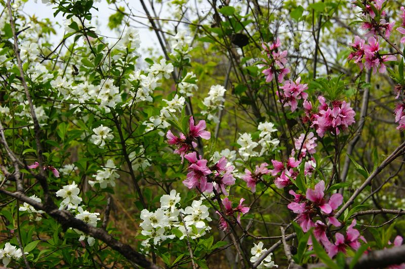 dsc08497.jpg