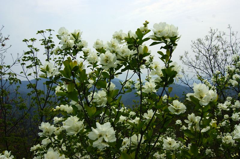 dsc08504.jpg
