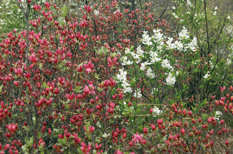 dsc08529.jpg