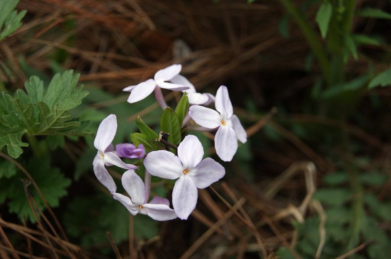 dsc08532.jpg