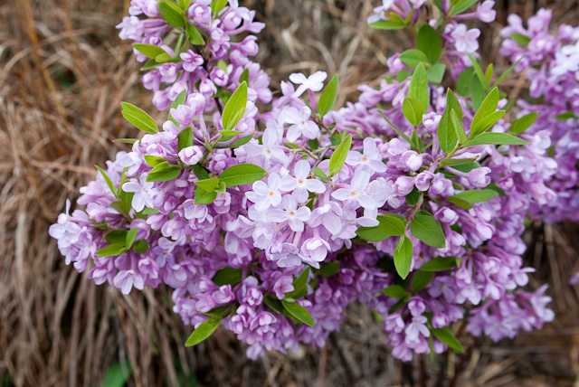 20120410-imgp6491.jpg
