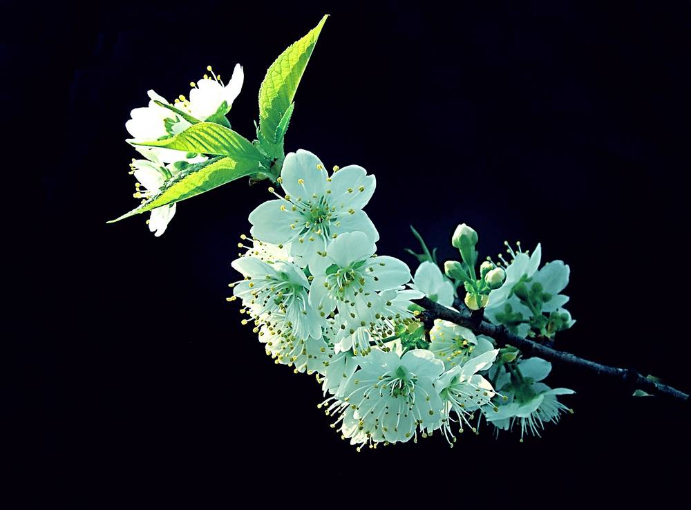 dscn427100.jpg