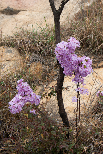 20120410-imgp6500.jpg