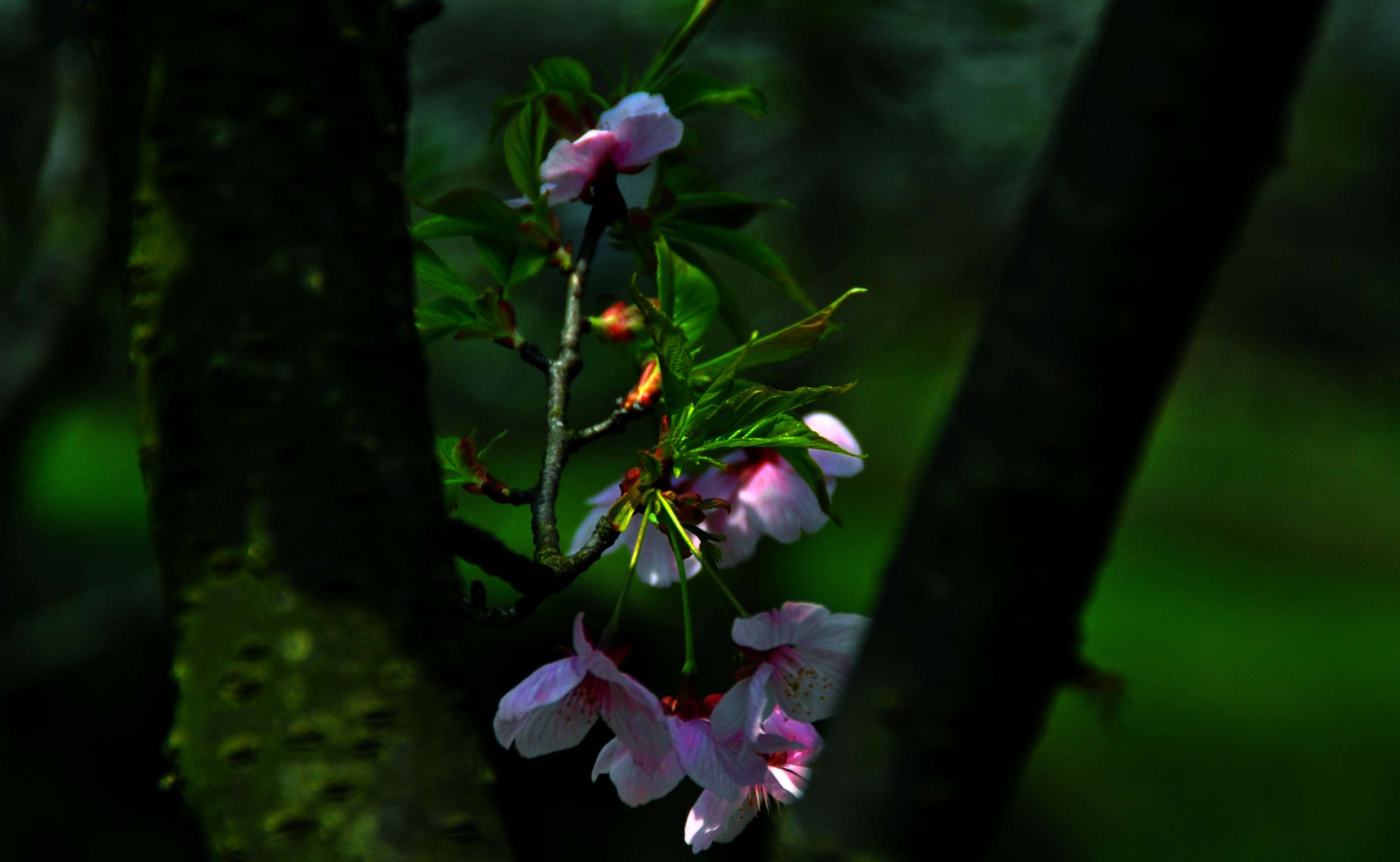 Ƭ 033.jpg