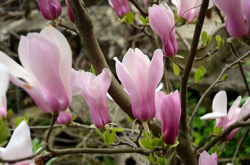 dsc_7289.jpg