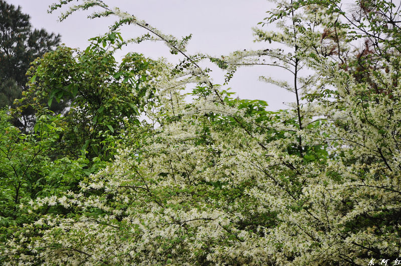 dsc_0502.jpg