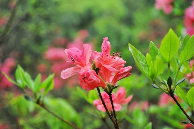 dsc_0047.jpg