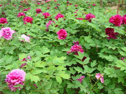 dsc05206_.jpg
