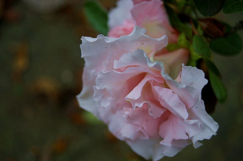 dsc09349.jpg