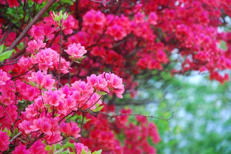 dsc_7626.jpg
