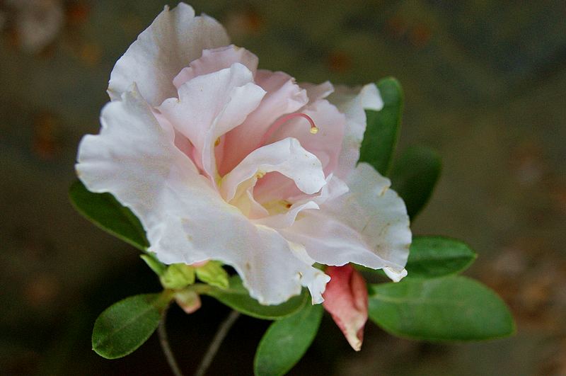 dsc09386.jpg
