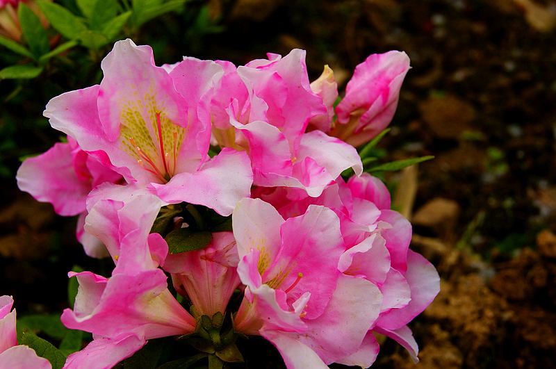 dsc09193.jpg
