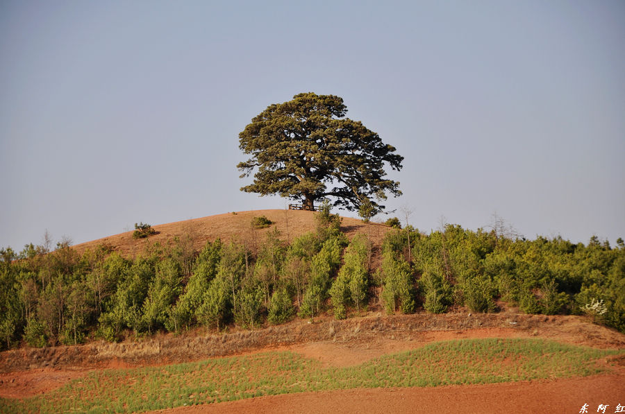 dsc_0203.jpg