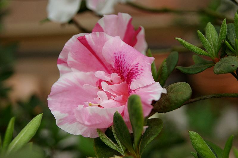 dsc09466.jpg