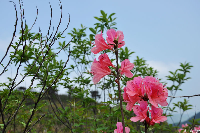 dsc_0868.jpg