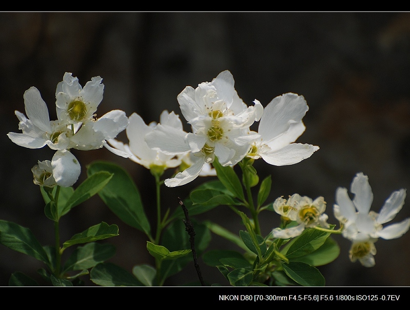 dsc_0135.jpg
