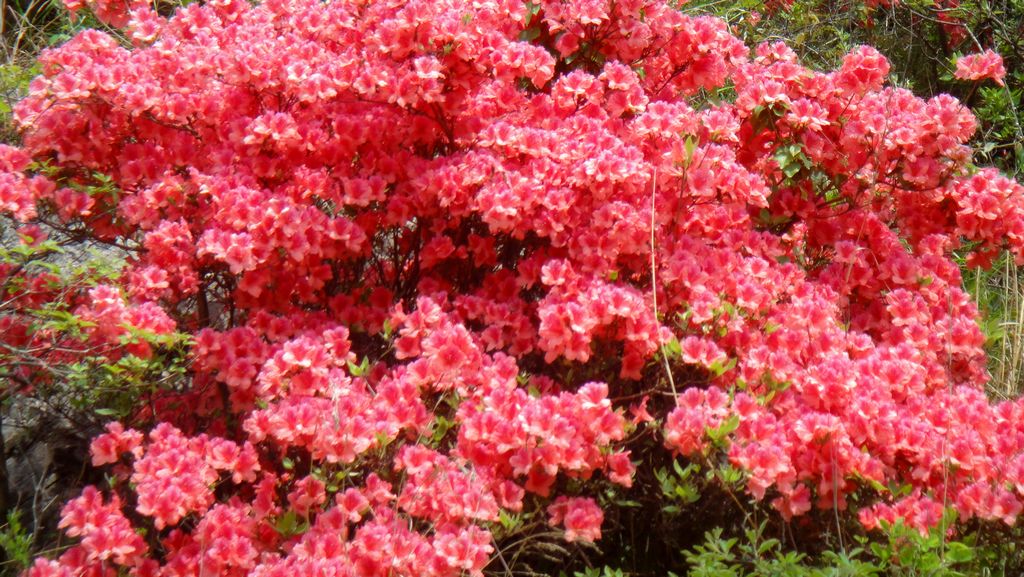 dsc00578.jpg