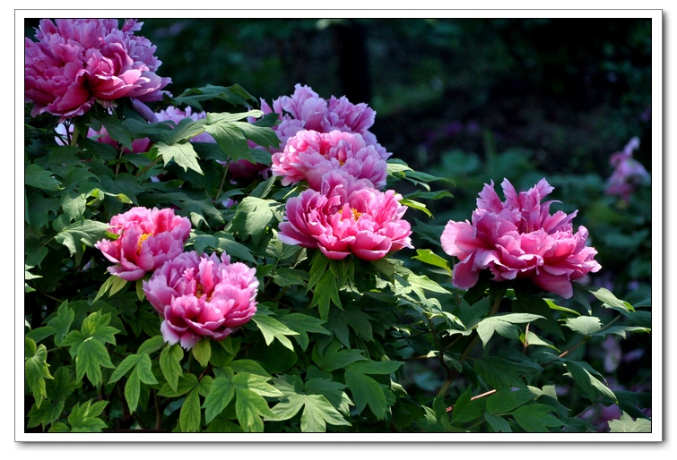 neo_img_dsc_8728.jpg